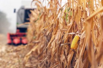 O Uso Do Cloreto De Potássio (Kcl) Como Fertilizante Na Agricultura Pode Ser Prejudicial Para A Sua Produtividade