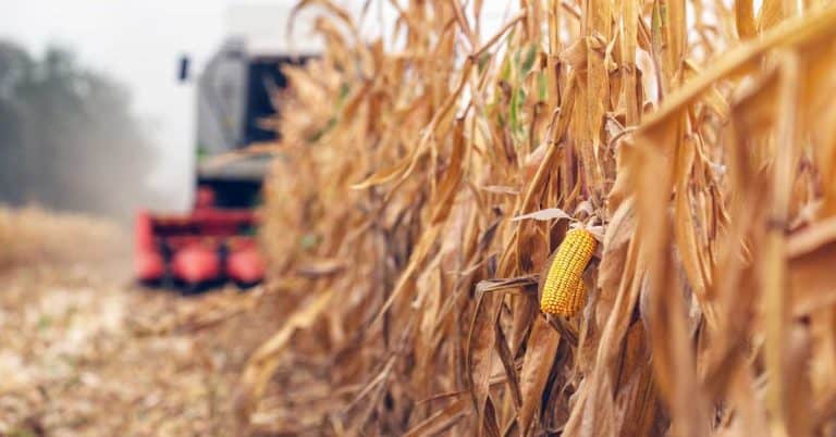 O Uso Do Cloreto De Potássio (Kcl) Como Fertilizante Na Agricultura Pode Ser Prejudicial Para A Sua Produtividade