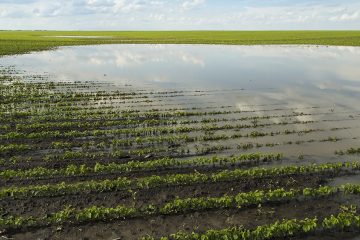 17-08-2020_Como O Silício Atua Na Defesa Das Plantas Contra Pragas, Doenças E Outros Estresses