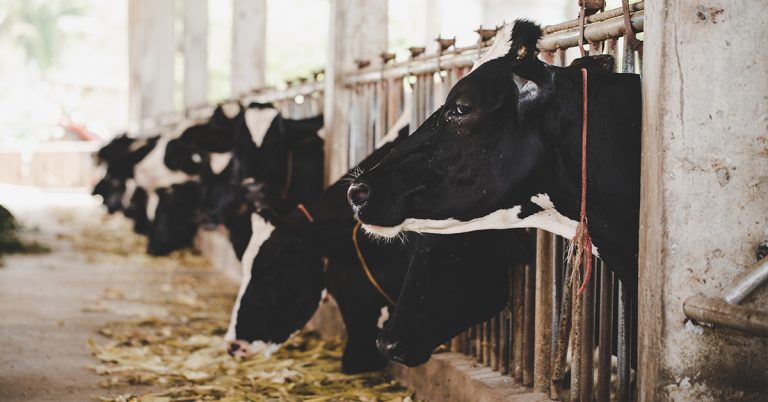 Compost Barn Entenda Como Funciona O Confinamento Que Proporciona Maior Bem-Estar Animal E Produtividade