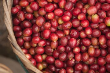 Conheça A Maior Linha De Crédito Da História Do Bdmg Para Financiar A Cafeicultura