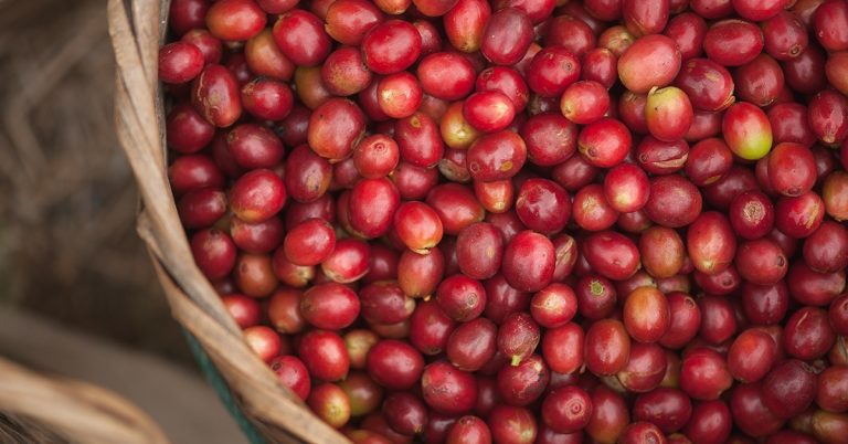 Conheça A Maior Linha De Crédito Da História Do Bdmg Para Financiar A Cafeicultura