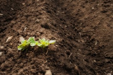 Conheça O Programa Solloagro De Educação Continuada Em Agricultura Sustentável Da Esalq Usp