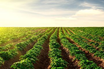 17-08-2020_Descubra As Vantagens De Ter Um Efeito Residual Dos Nutrientes Em Sua Plantação