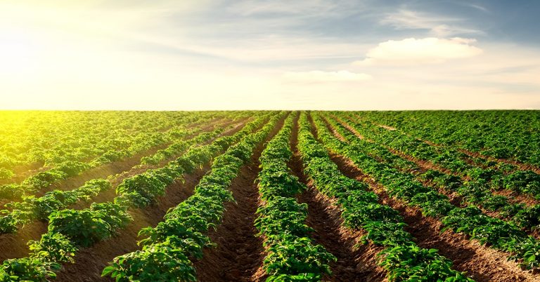 17-08-2020_Descubra As Vantagens De Ter Um Efeito Residual Dos Nutrientes Em Sua Plantação