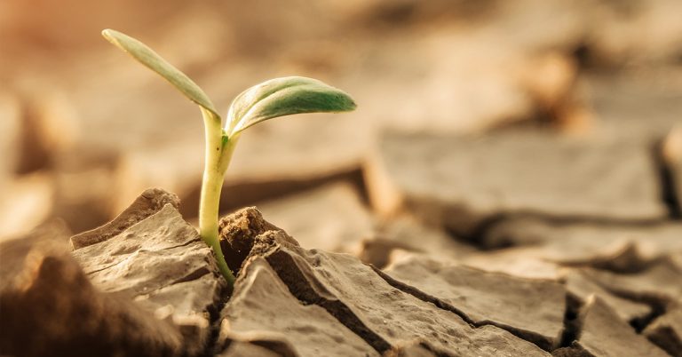 Doutora Em Solos E Nutrição De Plantas Apresenta As Pesquisas Mais Recentes Sobre Os Impactos Do Cloro No Sistema Solo-Planta