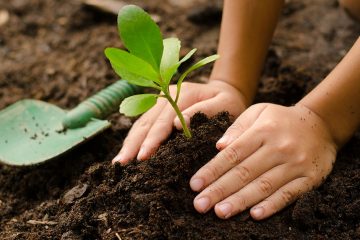 Entenda O Que É A Agricultura Regenerativa E Descubra Porque Essa Prática Vai Muito Além Do Produto Orgânico