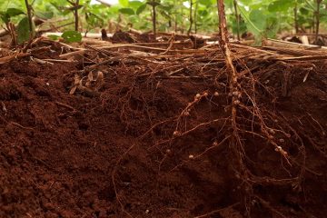 Entenda O Que É A Compactação Do Solo E Como Ela Pode Afetar As Plantas