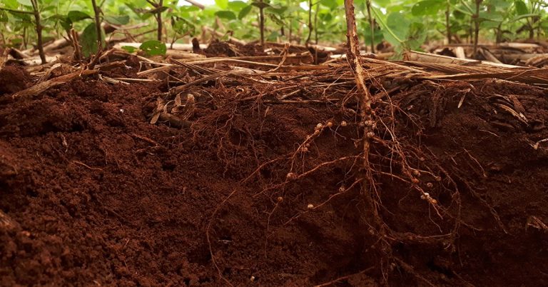 Entenda O Que É A Compactação Do Solo E Como Ela Pode Afetar As Plantas