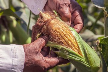 17-08-2020_Especialistas Na Produção De Soja E Milho Conversam Sobre Como Planejamento E Novos Paradigmas De Nutrição São A Chave Para Enfrentar A Crise