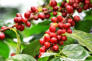 Estudos Com O Silício Comprovam Controle De Nematóides No Café