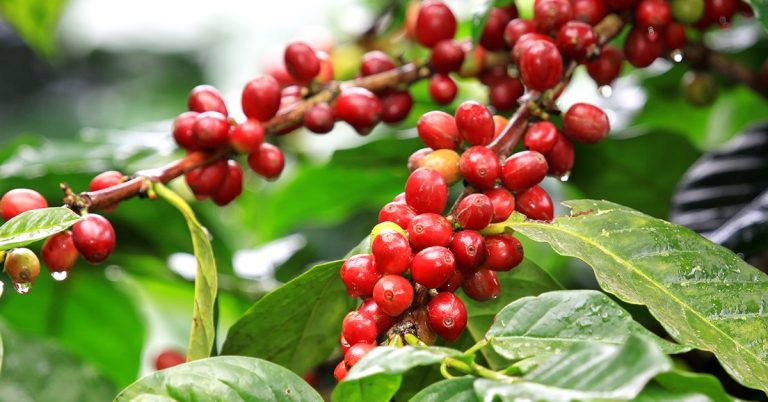 Estudos Com O Silício Comprovam Controle De Nematóides No Café