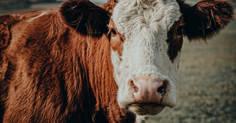 17-08-2020_Experts Do Mercado Bovino Explicam Como Produzir Carne De Qualidade Nutritiva E Sustentável