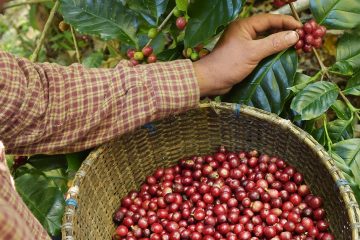 Por Que O Cloreto Pode Prejudicar A Qualidade Do Café E A Rentabilidade Da Lavoura?