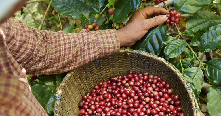 Por Que O Cloreto Pode Prejudicar A Qualidade Do Café E A Rentabilidade Da Lavoura?