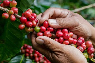 Bruno Souza, Produtor De Cafés Especiais Em Campos Altos E Fundador Da Academia Do Café, Fala Sobre Nova Fonte De Potássio Para Trazer Mais Qualidade Na Produção E Na Bebida.png