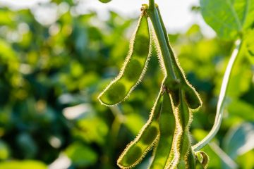 Como Os Cuidados Com O Manejo E A Preservação Da Microbiota Ajudam A Aumentar A Fixação De Nitrogênio E A Produtividade Da Soja, Do Milho E Do Feijão - 17Ec6E1