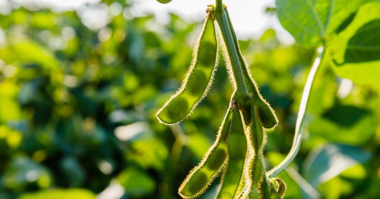 Como Os Cuidados Com O Manejo E A Preservação Da Microbiota Ajudam A Aumentar A Fixação De Nitrogênio E A Produtividade Da Soja, Do Milho E Do Feijão - 17Ec6E1