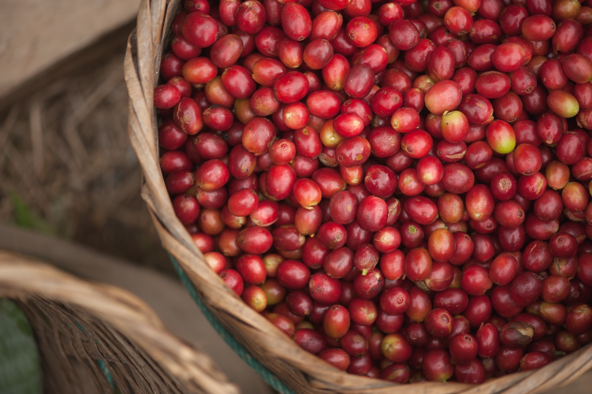 Pesquisa Mostra Que Café Cultivado Com Cloreto De Potássio Contém Altos Níveis De Cloro - Shutterstock 521280409 5E582281Bac30