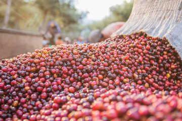 Café Irrigado Saiba Como Ter Sucesso Neste Manejo E Se Ele É Ideal Para Sua Fazenda