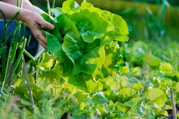 Especialistas Falam Sobre O Uso Da Agroecologia Na Produção Rural