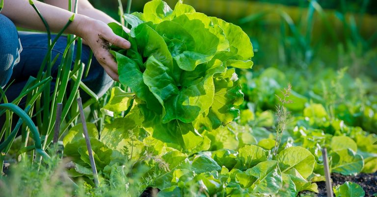 Especialistas Falam Sobre O Uso Da Agroecologia Na Produção Rural