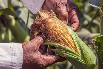 Nematoides Em Soja E Milho Aprenda A Controlar Com O Manejo Natural De Pragas