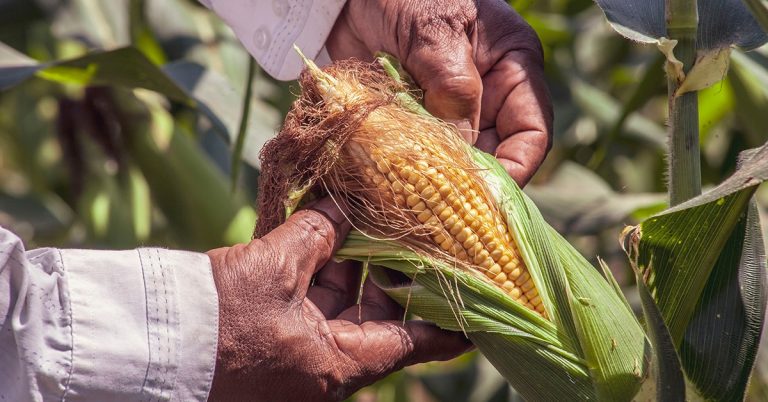 Nematoides Em Soja E Milho Aprenda A Controlar Com O Manejo Natural De Pragas