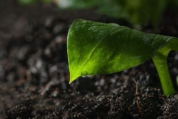 Rochagem Tudo O Que Você Precisa Saber Sobre O Uso De Pós De Rocha Na Agricultura