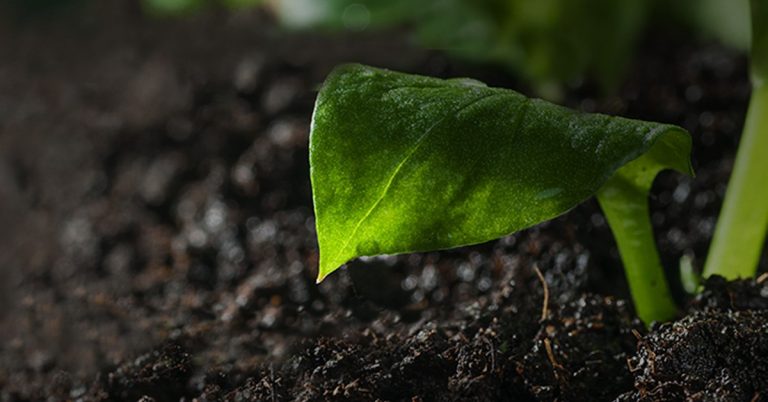 Rochagem Tudo O Que Você Precisa Saber Sobre O Uso De Pós De Rocha Na Agricultura