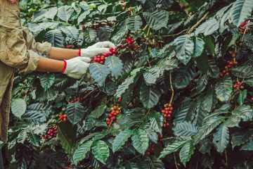 Produtor De Café Em São Gotardo (Mg) Fala Sobre Fonte De Potássio Que Trouxe Mais Qualidade E Produtividade Para Sua Lavoura