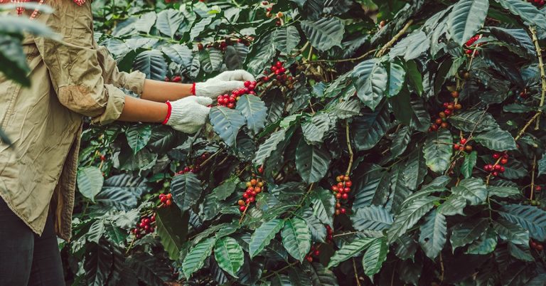 Produtor De Café Em São Gotardo (Mg) Fala Sobre Fonte De Potássio Que Trouxe Mais Qualidade E Produtividade Para Sua Lavoura