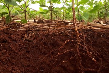 Entenda Como Os Microrganismos Promotores Do Crescimento Beneficiam As Plantas