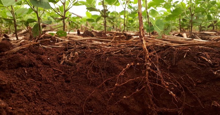 Entenda Como Os Microrganismos Promotores Do Crescimento Beneficiam As Plantas