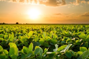 Entenda Por Que O Enxofre Micronizado É Mais Eficiente Na Agricultura