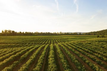 20-01-2021_Conheça Todos Os Benefícios Do Uso Do Siltito Glauconítico Como Fertilizante Na Agricultura