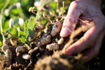 22-01-2021_Entenda A Importância Dos Fungos Benéficos Para A Agricultura E Para O Meio Ambiente