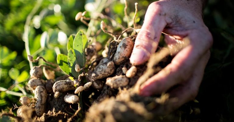 22-01-2021_Entenda A Importância Dos Fungos Benéficos Para A Agricultura E Para O Meio Ambiente