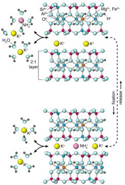 Representação Do Processo De Retenção De Amônio Em Decorrência Da Estrutura Física Da Glauconita (Fonte: Débora Moreira)