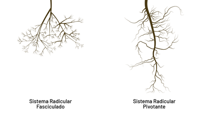 Plantas Com Raízes Pivotantes Alcançam Maiores Profundidades, Enquanto Aquelas Com Raízes Fasciculadas Ficarão Concentradas Nas Camadas Mais Superficiais Do Solo.