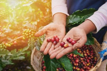 Pesquisa Mostra Fonte De Potássio Eficiente E Com Mais Vantagens Para O Café - Pesquisa Mostra Fonte De Potassio Eficiente E Com Mais Vantagens Para O Cafe