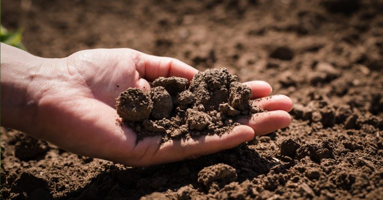 Salinidade Do Solo Uma Ameaca A Produtividade Agricola