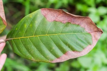 Saiba Mais Sobre O Que É A Análise Foliar De Potássio E A Importância Dessa Técnica Para A Produtividade Da Lavoura