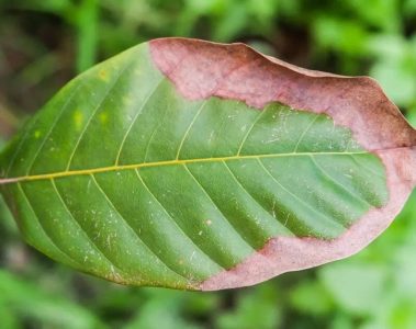 Saiba Mais Sobre O Que É A Análise Foliar De Potássio E A Importância Dessa Técnica Para A Produtividade Da Lavoura