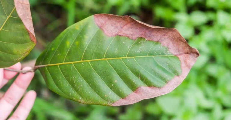 Saiba Mais Sobre O Que É A Análise Foliar De Potássio E A Importância Dessa Técnica Para A Produtividade Da Lavoura