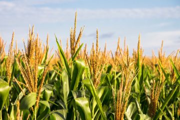 Como Potencializar O Manejo Nutricional De Fósforo E Potássio Na Produção De Grãos