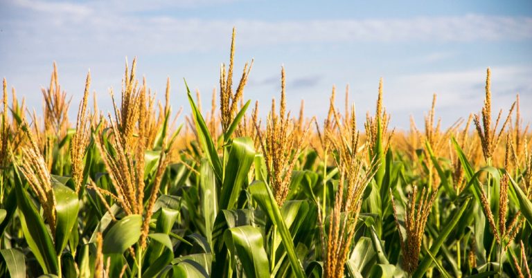 Como Potencializar O Manejo Nutricional De Fósforo E Potássio Na Produção De Grãos