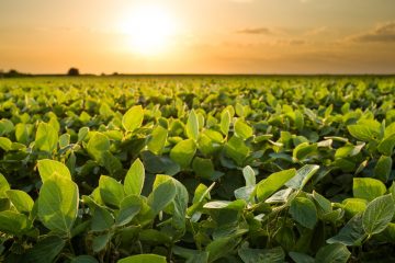 Entenda O Que É O Nitrato De Potássio E Se Ele É Um Fertilizante Vantajoso - Entenda O Que E O Nitrato De Potassio E Se Ele E Um Fertilizante Vantajoso 1