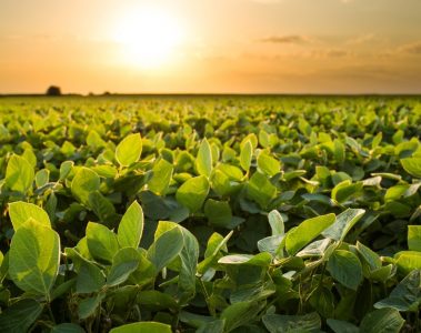 Entenda O Que É O Nitrato De Potássio E Se Ele É Um Fertilizante Vantajoso - Entenda O Que E O Nitrato De Potassio E Se Ele E Um Fertilizante Vantajoso 1