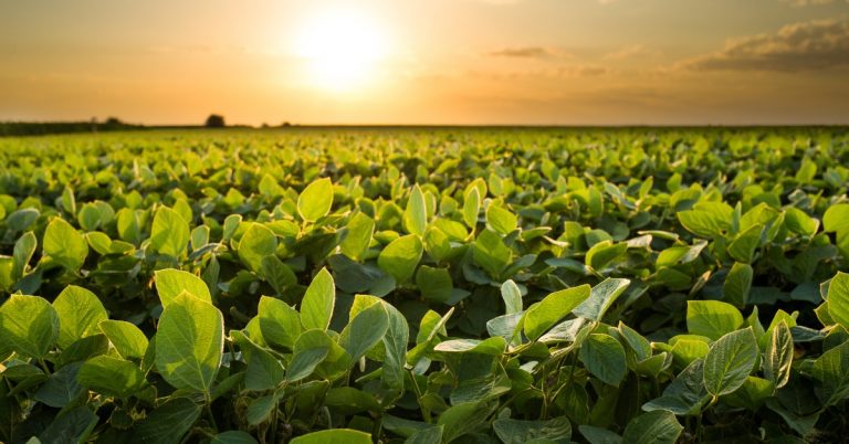 Entenda O Que É O Nitrato De Potássio E Se Ele É Um Fertilizante Vantajoso - Entenda O Que E O Nitrato De Potassio E Se Ele E Um Fertilizante Vantajoso 1